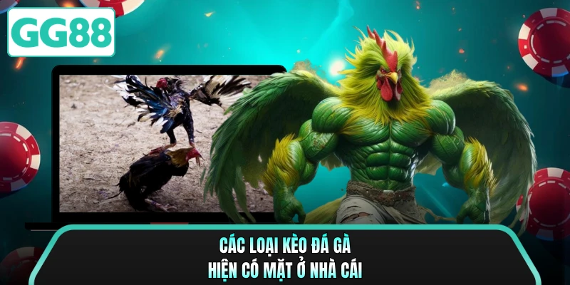 Các loại kèo đá gà hiện có mặt ở nhà cái