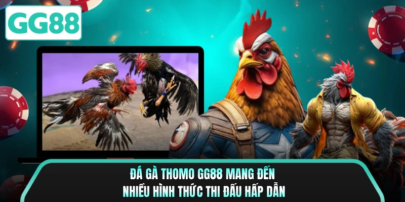 Đá gà Thomo GG88 mang đến nhiều hình thức thi đấu hấp dẫn