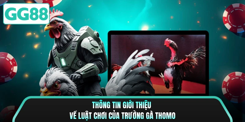 Thông tin giới thiệu về luật chơi của trường gà Thomo
