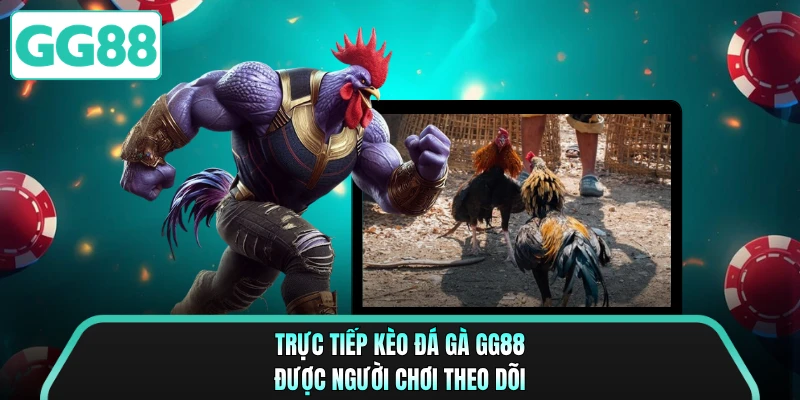 Trực tiếp kèo đá gà GG88 được người chơi theo dõi